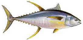 Yellow Fin Tuna